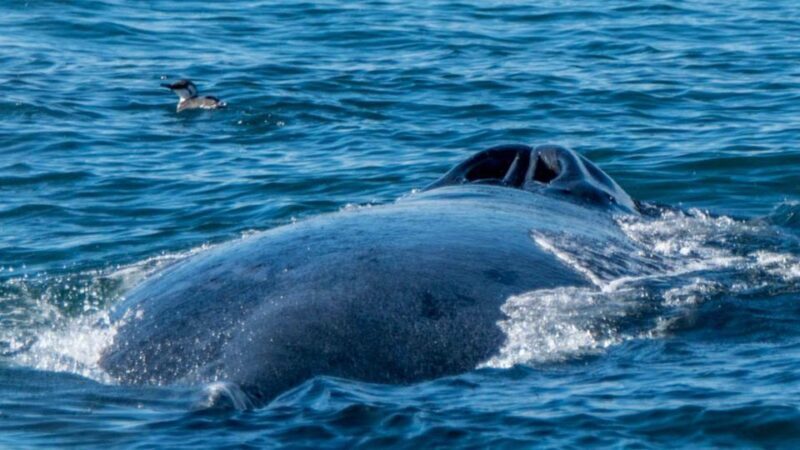 Monterey: Whale Watching Cruise - The Sum Up