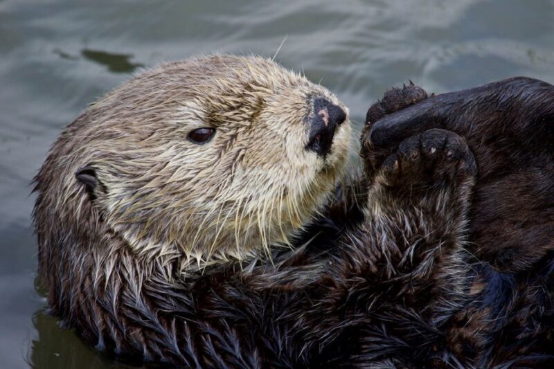 Monterey: Whale Watching Cruise - FAQ