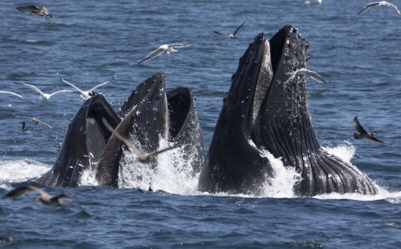 Monterey: Whale Watching Tour with A Marine Guide - Key Points