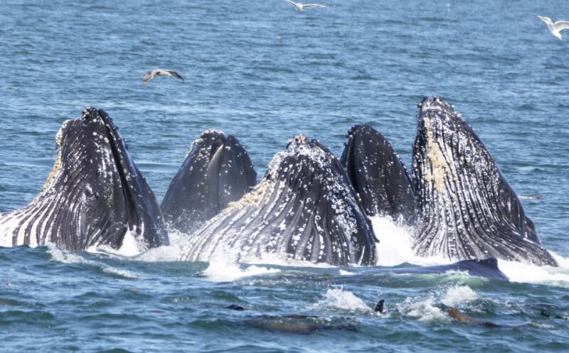 Monterey: Whale Watching Tour with A Marine Guide - A Detailed Look at the Monterey Whale Watching Experience