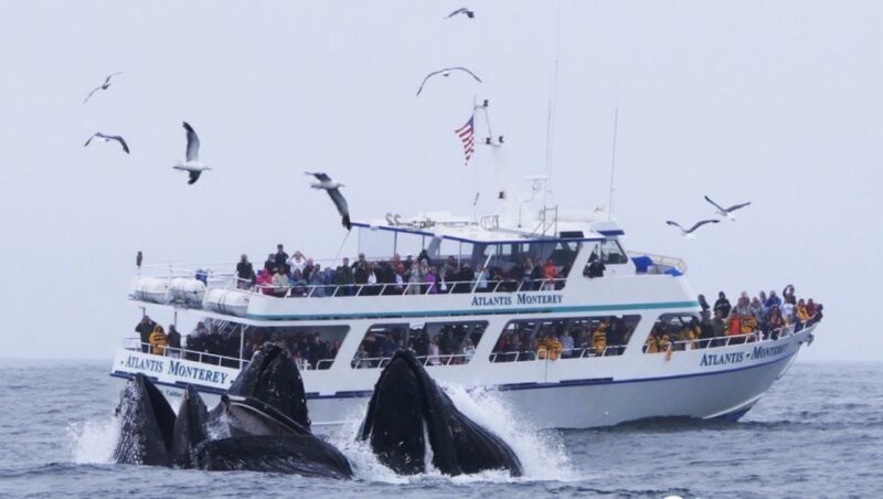 Monterey: Whale Watching Tour with A Marine Guide - The Sum Up