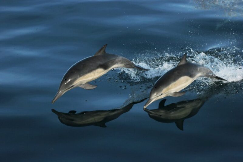 Monterey: Whale Watching Tour with A Marine Guide - FAQs