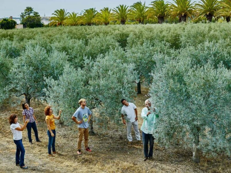 Monterosa Olive Grove: Visit to the Mill & Olive Oil Tasting - An In-Depth Look at the Experience