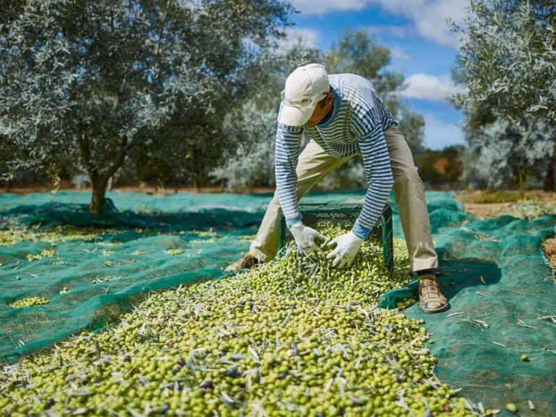 Monterosa Olive Grove: Visit to the Mill & Olive Oil Tasting - Who Should Consider This Tour?