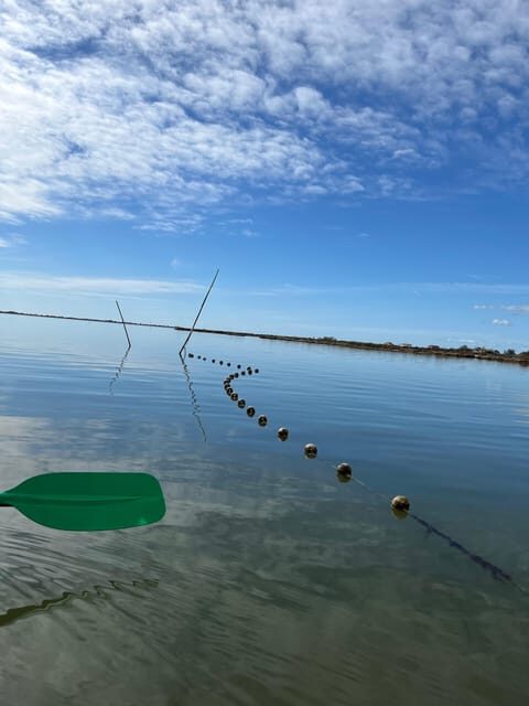 Montpellier : Birdwatching by kayak in Camargue - FAQ