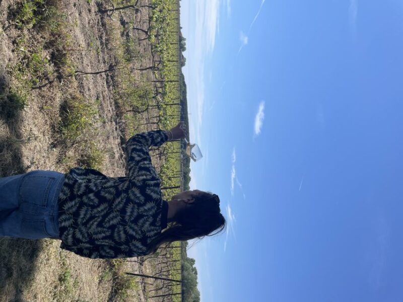 Montpellier : half day wine tour in Camargue - Montpellier: Half-Day Wine Tour in Camargue — An Authentic Taste of France’s Wild Southwest