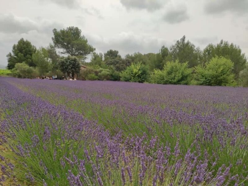 Montpellier : Visit lavender field and an Olive Oil Mill - Key Points