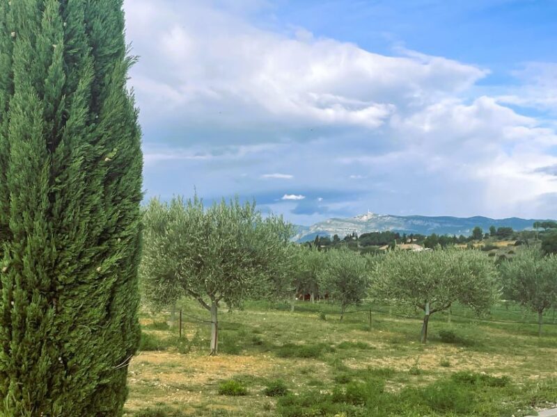 Montpellier : Visit lavender field and an Olive Oil Mill - Who This Tour Is Best For