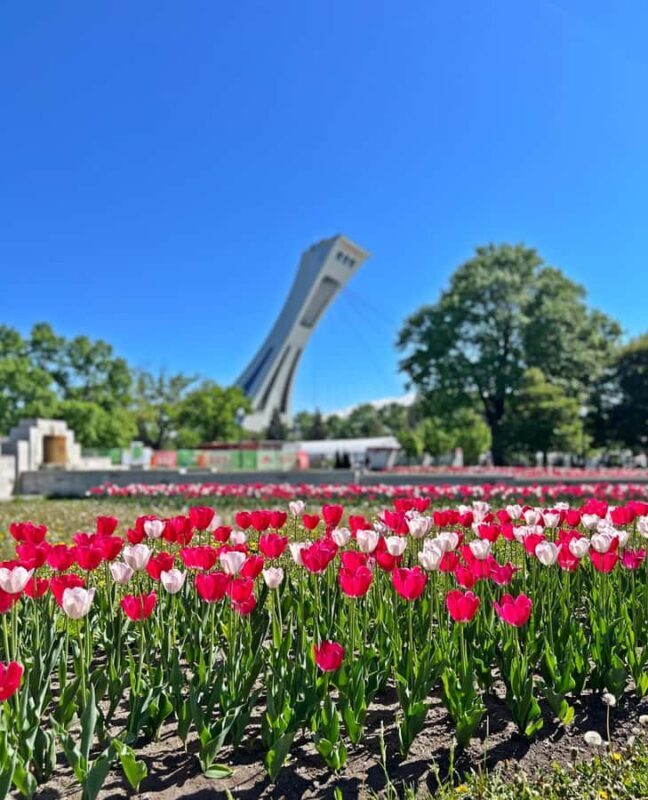 Montreal: 3-Hour Private Car Tour with Expert & Free Pickup - Key Points