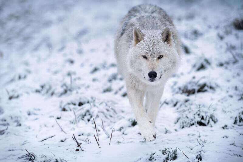 Montreal: Ecomuseum Zoo Entry Ticket - Key Points