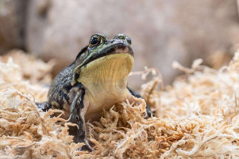 Montreal: Ecomuseum Zoo Entry Ticket - An In-Depth Review of the Ecomuseum Zoo Experience