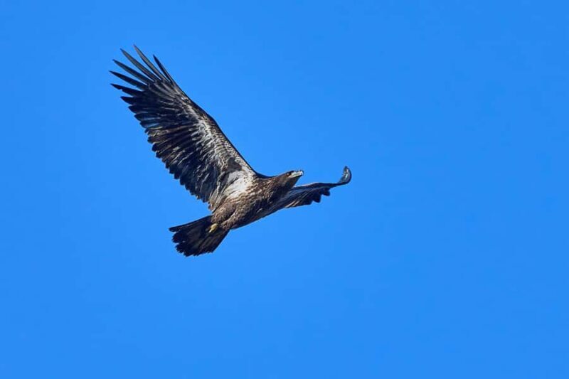 Montreal: Lachine Rapids Sightseeing Tour - Final Thoughts on the Montreal Lachine Rapids Sightseeing Tour