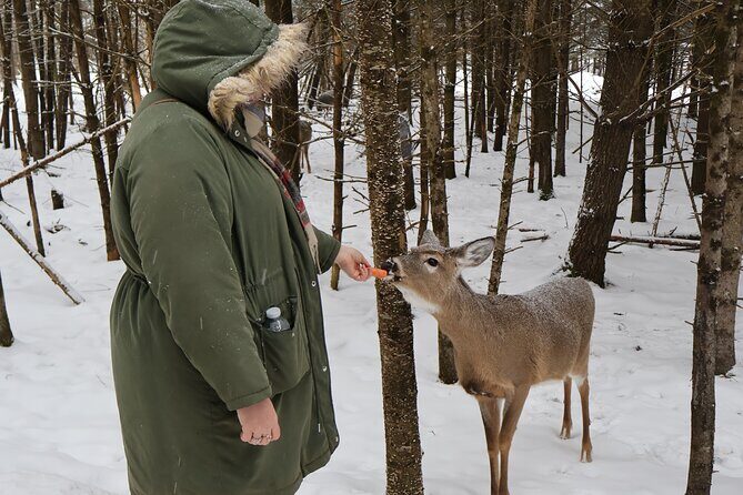 Montreal: Omega Park Canadian Wildlife Safari Adventure - An In-Depth Look at Omega Park Adventure