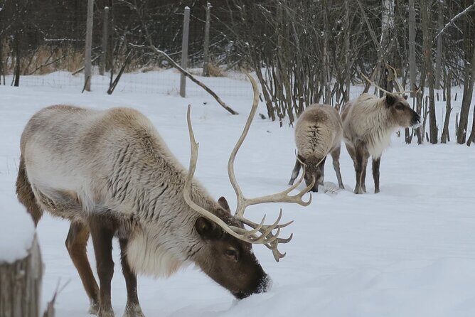 Montreal: Omega Park Canadian Wildlife Safari Adventure - FAQ