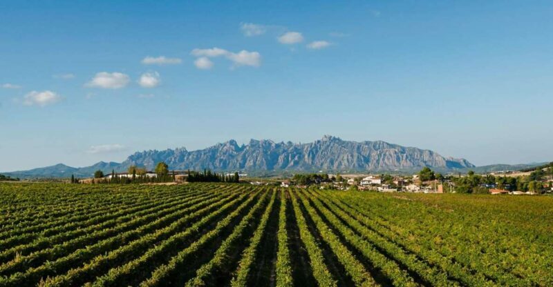 Montserrat & Cava Wineries Day Trip from Barcelona w/ Pickup - Price and Overall Value