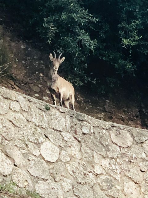 Montserrat & Cavas - Key Points