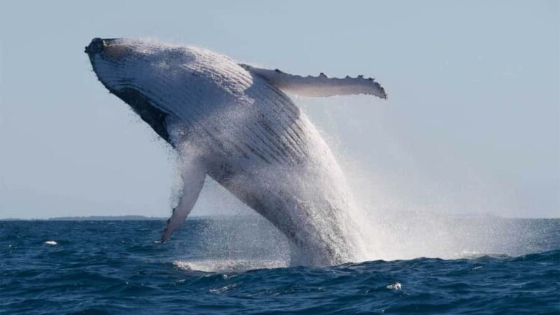 Mooloolaba: 2-Hour Whale Watching Adventure - Key Points