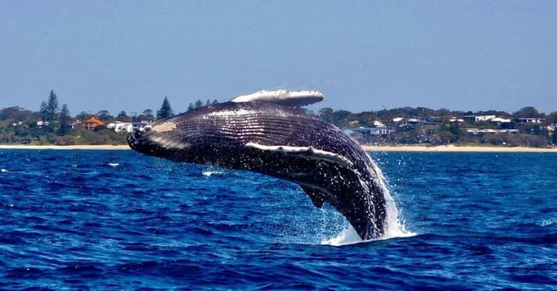 Mooloolaba: 2-Hour Whale Watching Adventure - Who Would Love This Tour?