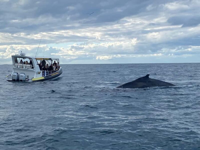 Mooloolaba: 2-Hour Whale Watching Adventure - FAQ