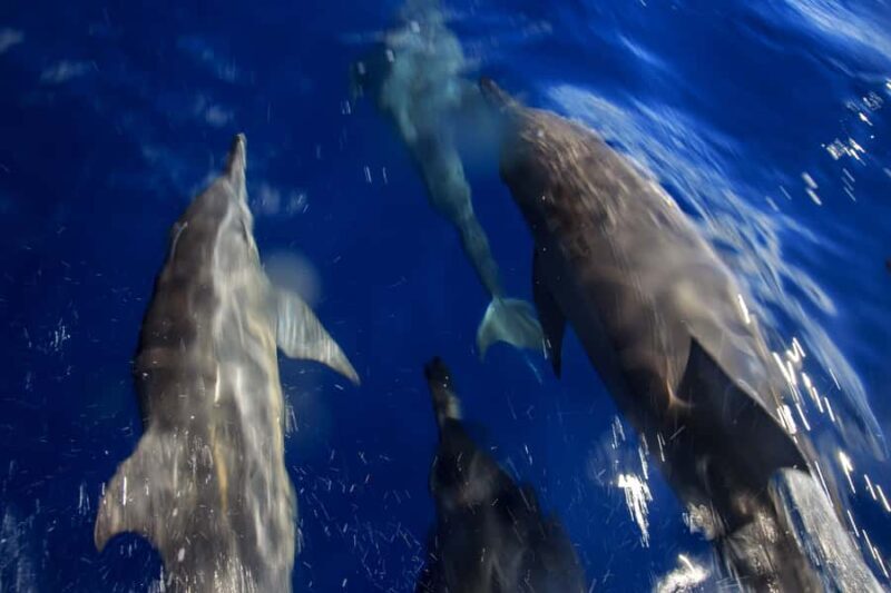 Mooloolaba: Adventure Rafting Turtle Tour - The Vibe and Group Experience