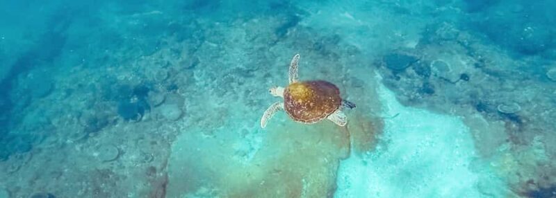 Mooloolaba: Snorkel with Turtles Mudjimba Island - FAQ