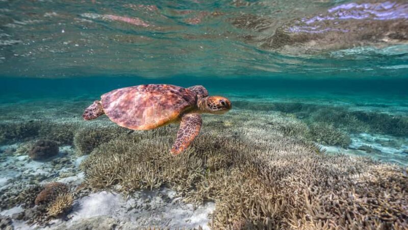 Mooloolaba: Turtle Snorkel & Swim at Mudjimba Island - What’s Included & What to Bring