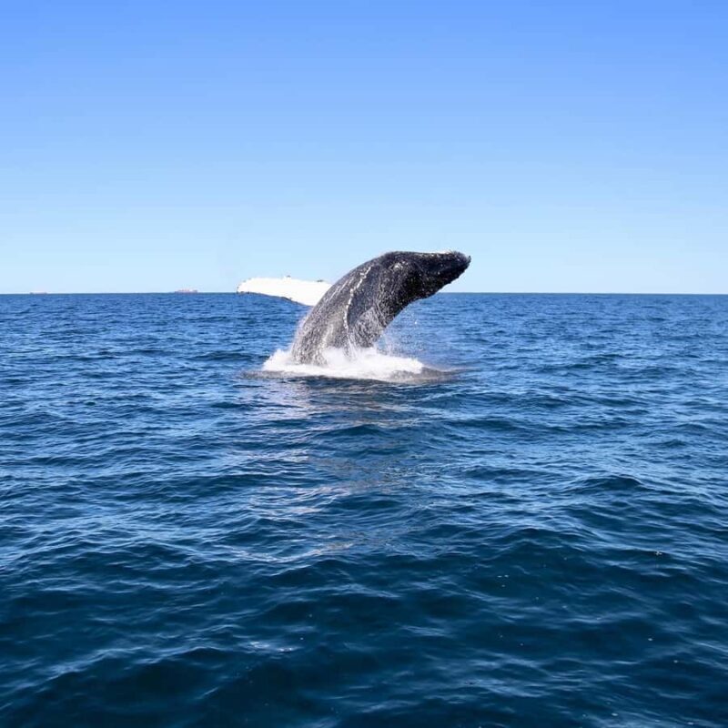Mooloolaba: Whale Watching Cruise - FAQ
