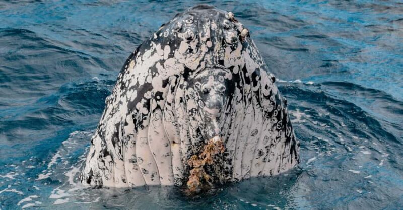 Mooloolaba: Whale Watching Cruise - The Sum Up: Who Should Consider This Tour?