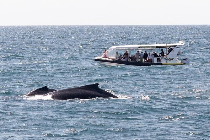 Mooloolaba Whale Watching  Small Group Tour - Key Points