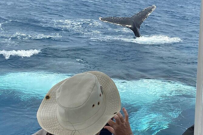 Mooloolaba Whale Watching  Small Group Tour - Analyzing the Experience: What You Can Expect
