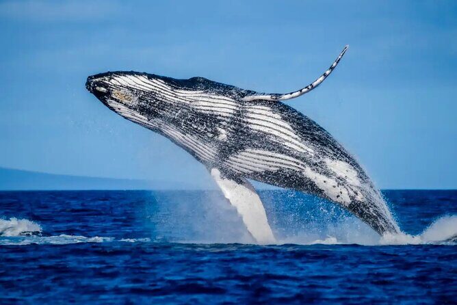 Mooloolaba Whale Watching  Small Group Tour - FAQ