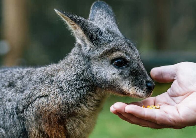 Moonlit Sanctuary Conservation Park Entry Ticket - Introduction: An Authentic Wildlife Experience Near Melbourne