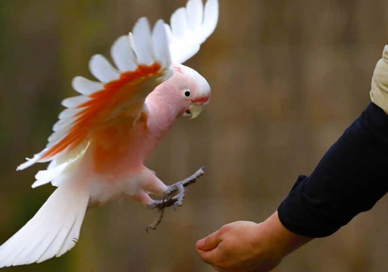 Moonlit Sanctuary Conservation Park Entry Ticket - FAQ