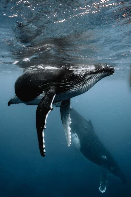 Moorea 4H Shared Boat Tour Whale Swimming and Snorkeling - Discover Moorea’s Marine Magic with a Shared Boat Tour