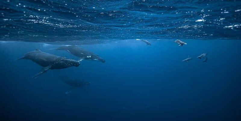 Moorea 4H Shared Boat Tour Whale Swimming and Snorkeling - Key Points