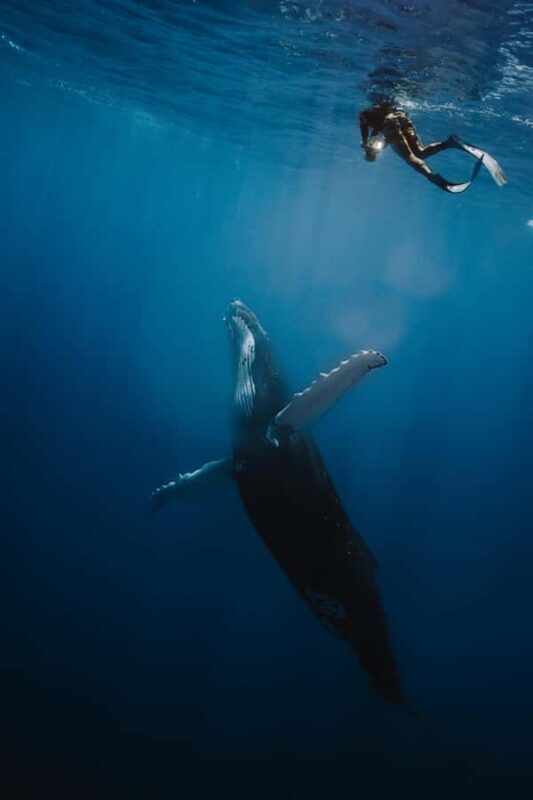 Moorea 4H Shared Boat Tour Whale Swimming and Snorkeling - Logistics and Practical Details