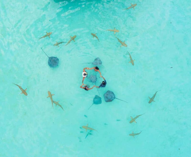 Moorea 4H Shared Boat Tour Whale Swimming and Snorkeling - Who Will Love This Tour?