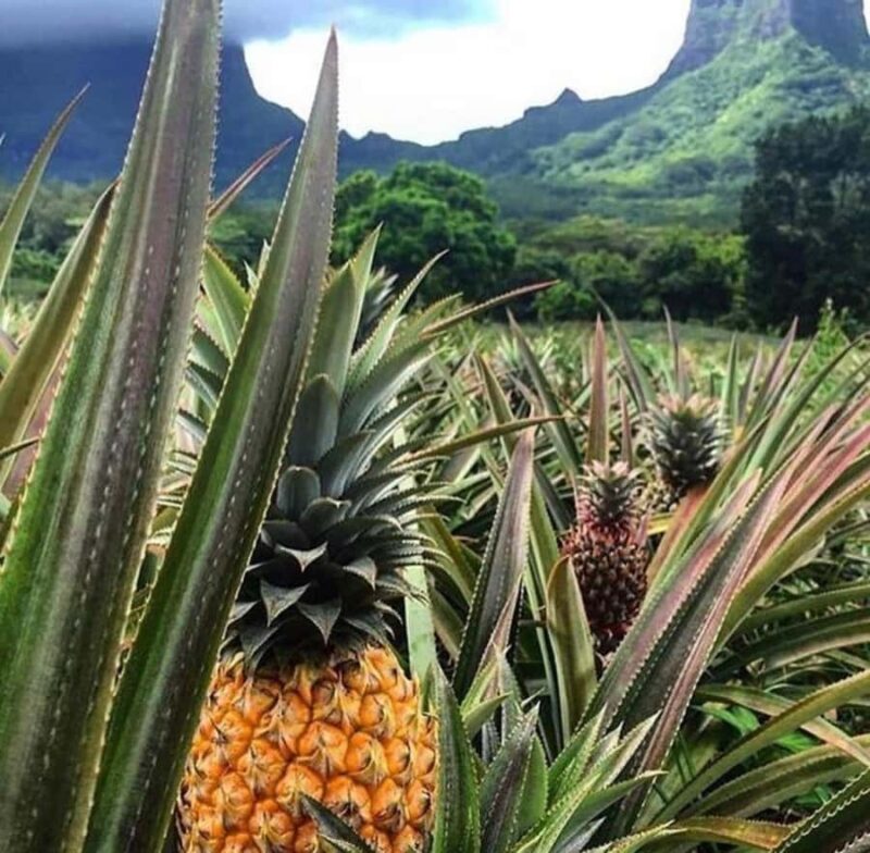 Moorea Cruise Ships: 4x4, Belvedere,Magic Mountain pineaple - Practical Tips