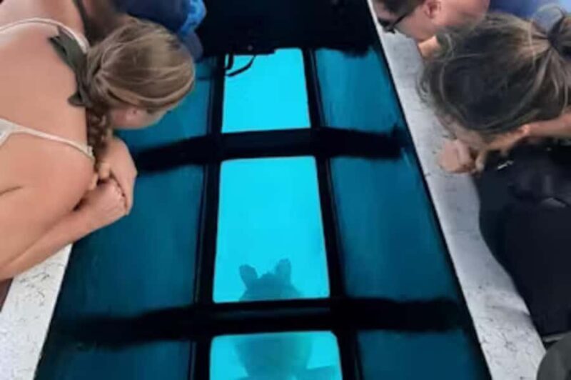 Moorea: Glass Bottom Boat Adventure with Lagoon Wonders - Authenticity and Customer Feedback