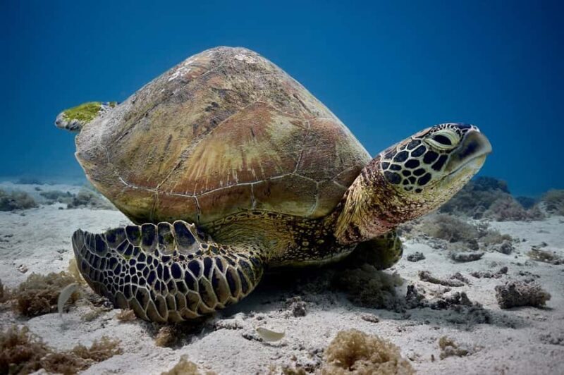 Moorea: Hauru Lagoon 3-hour Guided Kayak Tour with Snack - Who Will Love This Experience?