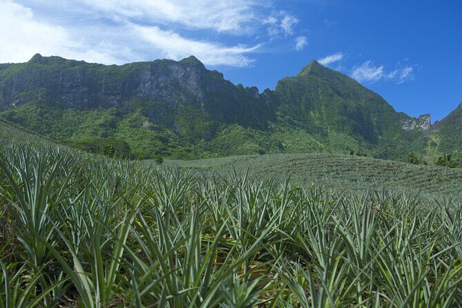 Moorea Highlights Private Tour: Natural and Cultural Attraction - Who Will Love This Tour?