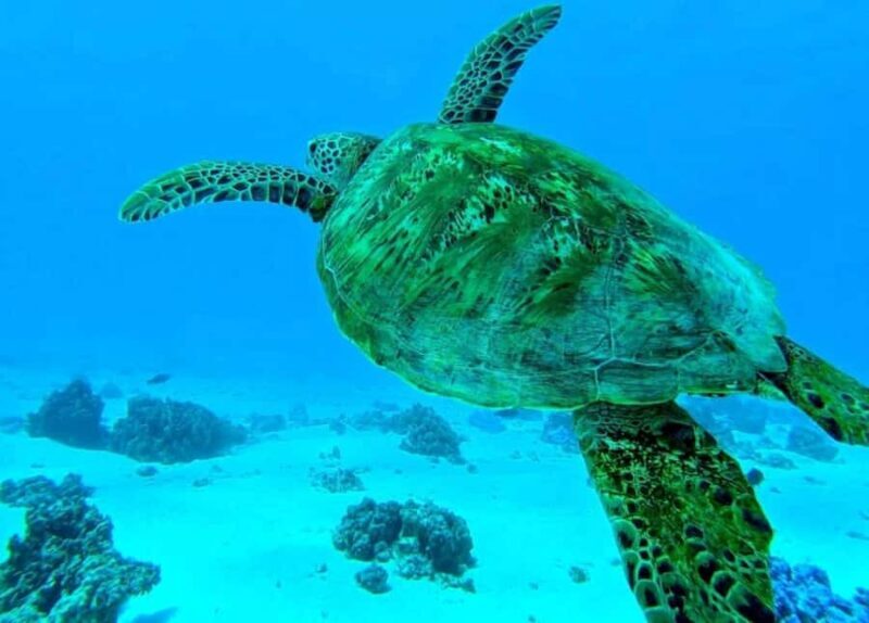 Moorea: Lagoon and Reef Snorkeling Tour with Drinks - An In-Depth Look at the Moorea Snorkeling Tour