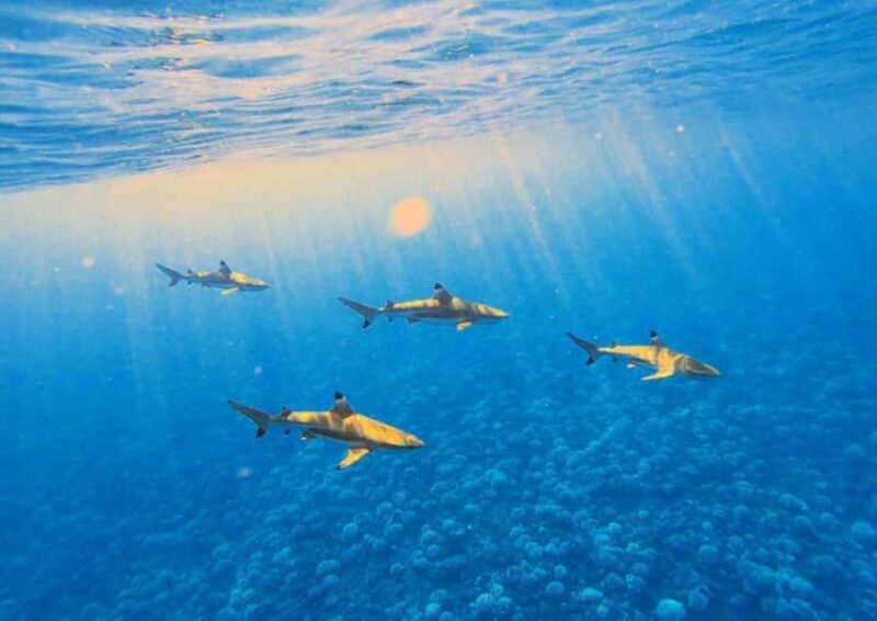 Moorea: Lagoon and Reef Snorkeling Tour with Drinks - Who Will Love This Tour?