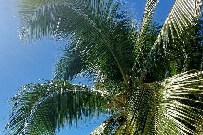 Moorea Private Full Day Tour - Authentic Experiences and Real Traveler Feedback