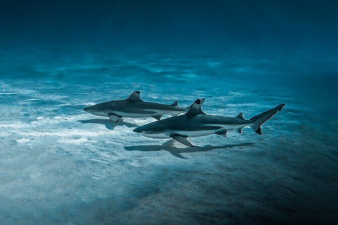 Moorea: Private Snorkeling Tour with Certify Guide - FAQs