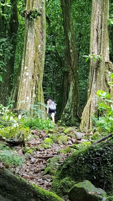Moorea : Safari Nature and Culture Tour with local guide - Discover Moorea’s Hidden Stories with the Safari Nature and Culture Tour
