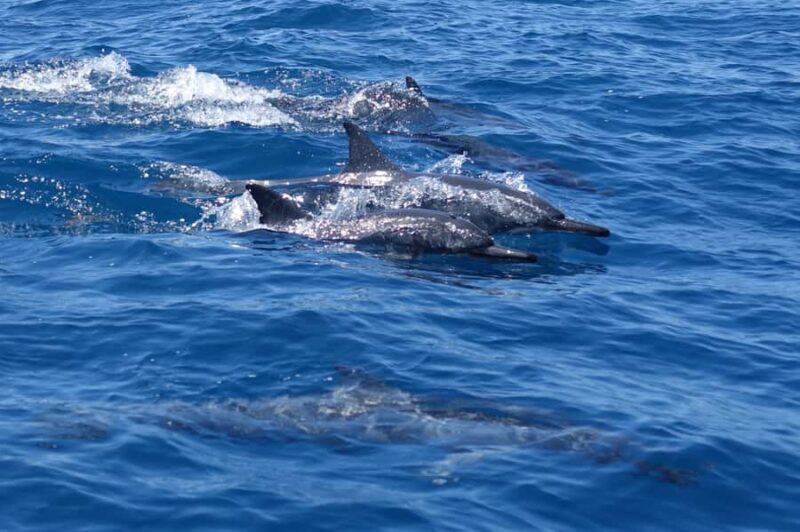 Moorea: Sea Scooter Snorkeling Tour - Why Travelers Love It