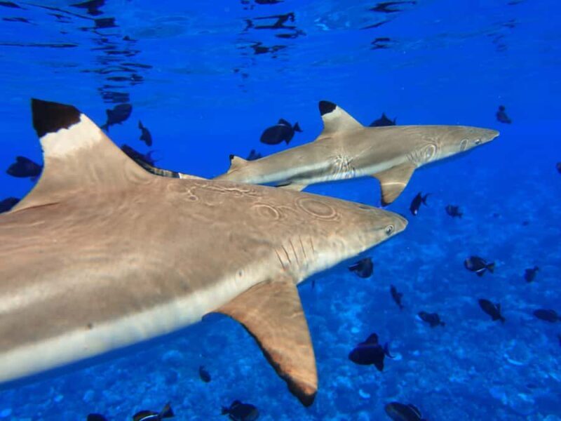 Moorea: Sea Scooter Snorkeling Tour - FAQs