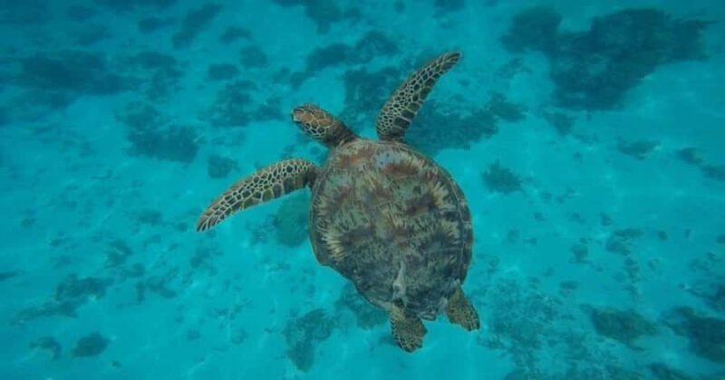 Moorea: Small Group Snorkeling Tour with local guide - An Authentic Look at Moorea’s Marine Highlights
