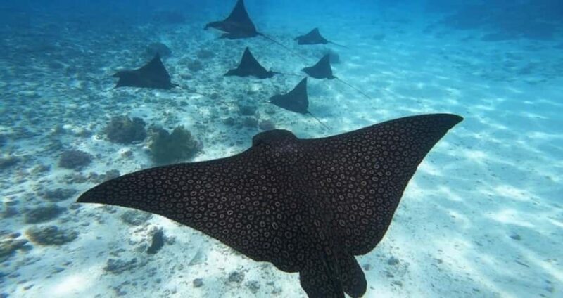Moorea: Small Group Snorkeling Tour with local guide - Open Water Encounters and Shark Viewing